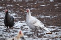 domestic turkey on farm, close-up of bird, poultry farm, portrait of turkey