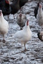 domestic turkey on farm, close-up of bird, poultry farm, portrait of turkey