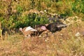 The domestic turkey -Novaci Romania 10