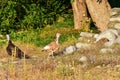 The domestic turkey -Novaci Romania 11