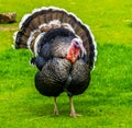 Domestic turkey spreading its feathers in closeup, popular ornamental bird, Christmas and thanksgiving animal