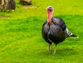 Domestic turkey walking through the grass in closeup, popular animal farm pets, Bird specie from mexico and europe Royalty Free Stock Photo