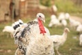 Domestic turkey with white feather . Poultry farming Royalty Free Stock Photo