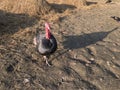 Domestic Turkeys bird in the rice fields