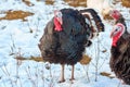 Domestic turkeys walking on the winter field Royalty Free Stock Photo