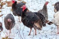 Domestic turkeys walking on the winter field Royalty Free Stock Photo