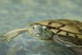 Domestic turtle close-up. A domestic red-eared turtle in an aquarium. Royalty Free Stock Photo