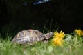 Domestic turtle sniffs and eats flower salad on the lawn. An exotic pet feeds on dandelions