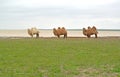 Domestic two-humped camels stand on the coast of the lake Manych -Gudilo. Kalmykia