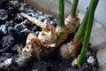 Domestic unusual plants, flowers in a golden, plastic pot. Real ginger root growing at home. Royalty Free Stock Photo