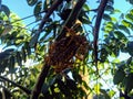 Domestic wasps nest. Its Sting is very painful.ful