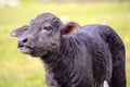 Domestic water buffalo in the Reserve in a national park Royalty Free Stock Photo