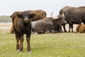 Domestic water buffalo in the Reserve in a national park Royalty Free Stock Photo