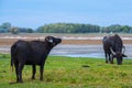 Domestic water buffalo in the Reserve in a national park Royalty Free Stock Photo