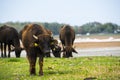 Domestic water buffalo in the Reserve in a national park Royalty Free Stock Photo