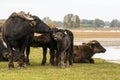 Domestic water buffalo in the Reserve in a national park Royalty Free Stock Photo