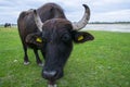 Domestic water buffalo in the Reserve in a national park Royalty Free Stock Photo