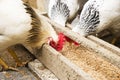 Domestic white, black and brown chicken eating millet from a wooden trough.