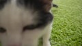 Domestic white and black cat goes straight to the camera. Estrous cycle. Strange pet behavior. Kitty is ready to mate
