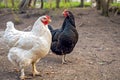 Domestic white and black chicken