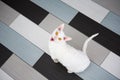 Domestic white cat Cornish Rex asks for food sitting on the tile.