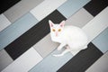 Domestic white cat Cornish Rex look the camera sitting on the tile.