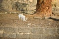 Domestic white cat on dry sand