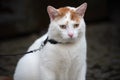 Domestic white cat portrait with a leash closeup lovely pet