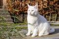 Domestic white cat with yellow eyes