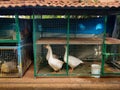 Domestic white colored ducks in cage