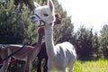 Domestic White Creamy Alpaca Walking In Sunny Spring Or Summer Day In Park, Forest