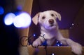 Domestic white dog, peeking out of a large cardboard box, garland lights around