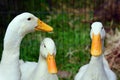 Domestic white duck