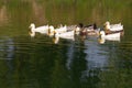 Domestic white ducks float in a pond in a summer sunny day. Royalty Free Stock Photo