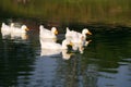 Domestic white ducks float in a pond in a summer sunny day. Royalty Free Stock Photo