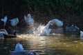 Domestic white farm geese swim and splash water drops in dirty muddy water, enjoy first warm sun rays, peace and tranquillity