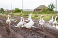 Domestic white geese by a puddle in the countryside Royalty Free Stock Photo