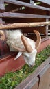 Domestic white goat with unique four horn in farm photo image Royalty Free Stock Photo