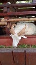 Domestic white goat with unique four horn in farm photo image Royalty Free Stock Photo