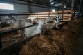 Domestic white goats in the dairy farm