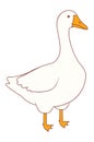 Domestic white goose