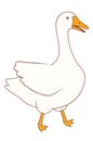 Domestic white goose