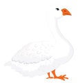 Domestic white goose