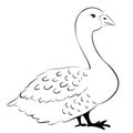 Domestic white goose