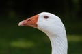 Domestic White Goose Head Close Up Royalty Free Stock Photo