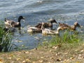 Domestic white and grey geese  on a river Goose waving its wings Royalty Free Stock Photo