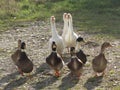 Domestic white and grey geese and ducks on a rural road