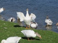 Domestic white and grey geese on a river Goose waving its wings