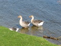 Domestic white and grey geese  on a river Goose waving its wings Royalty Free Stock Photo