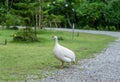 Domestic white guinea fowl is walking on green grass.